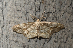 Hypagyrtis piniata