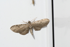 Eupithecia