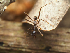 Pheidole singaporensis