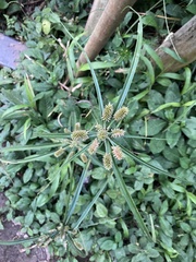 Cyperus luzulae