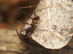 Pheidole singaporensis