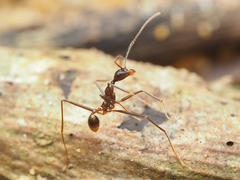 Pheidole singaporensis