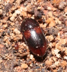 Diaclina testudinea
