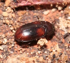 Diaclina testudinea