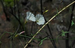 Calystegia macrostegia tenuifolia