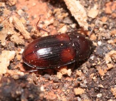Diaclina testudinea