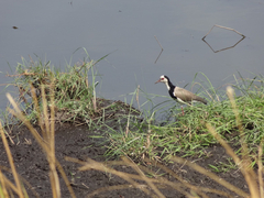 Vanellus crassirostris