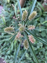 Cyperus luzulae