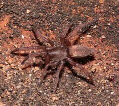 Gnaphosidae