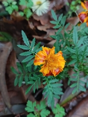 Tagetes patula