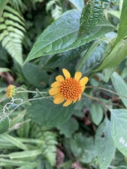 Tilesia baccata