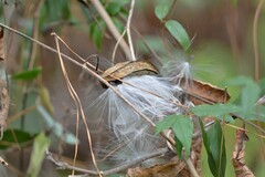 Gonolobus suberosus