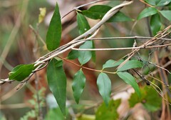Gonolobus suberosus