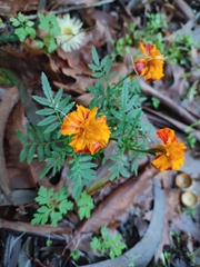 Tagetes patula