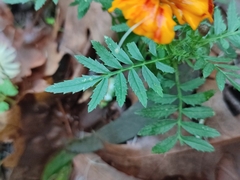 Tagetes patula