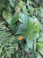 Tilesia baccata