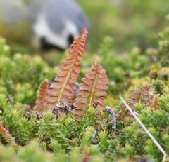 Blechnum penna-marina