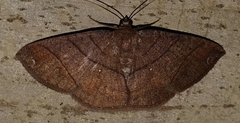 Parilexia cermala