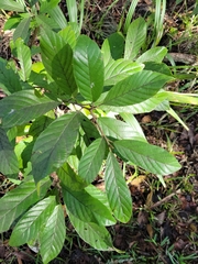 Frangula caroliniana