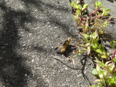 Ammophila sabulosa