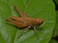 Orphulellini