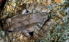 Limnonectes blythii