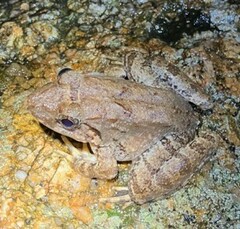 Limnonectes blythii