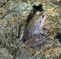 Limnonectes blythii