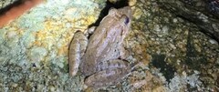 Limnonectes blythii