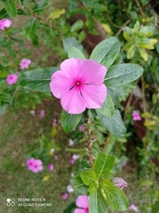 Catharanthus roseus image