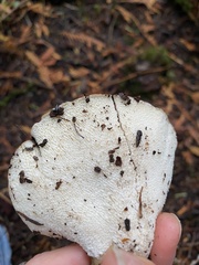 Jahnoporus