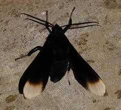 Myrmecopsis strigosa