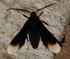 Myrmecopsis strigosa