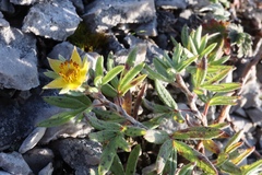 Potentilla pulchella
