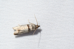 Notocelia culminana