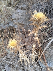 Carlina corymbosa