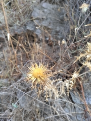 Carlina corymbosa