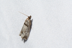 Notocelia culminana