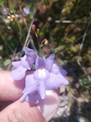 Utricularia tricolor