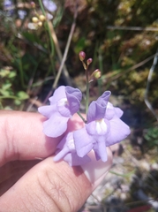 Utricularia tricolor