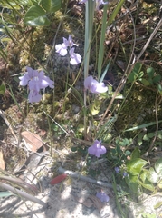 Utricularia tricolor