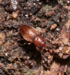 Corticarina