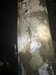 Draco blanfordii