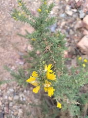 Ulex parviflorus
