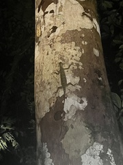 Draco blanfordii