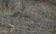 Burhinus capensis