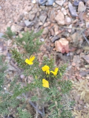 Ulex parviflorus