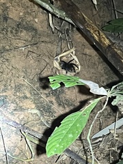 Ornithoctoninae