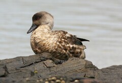 Lophonetta specularioides