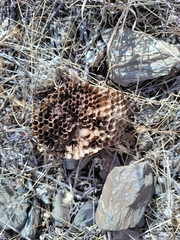 Polistes gallicus